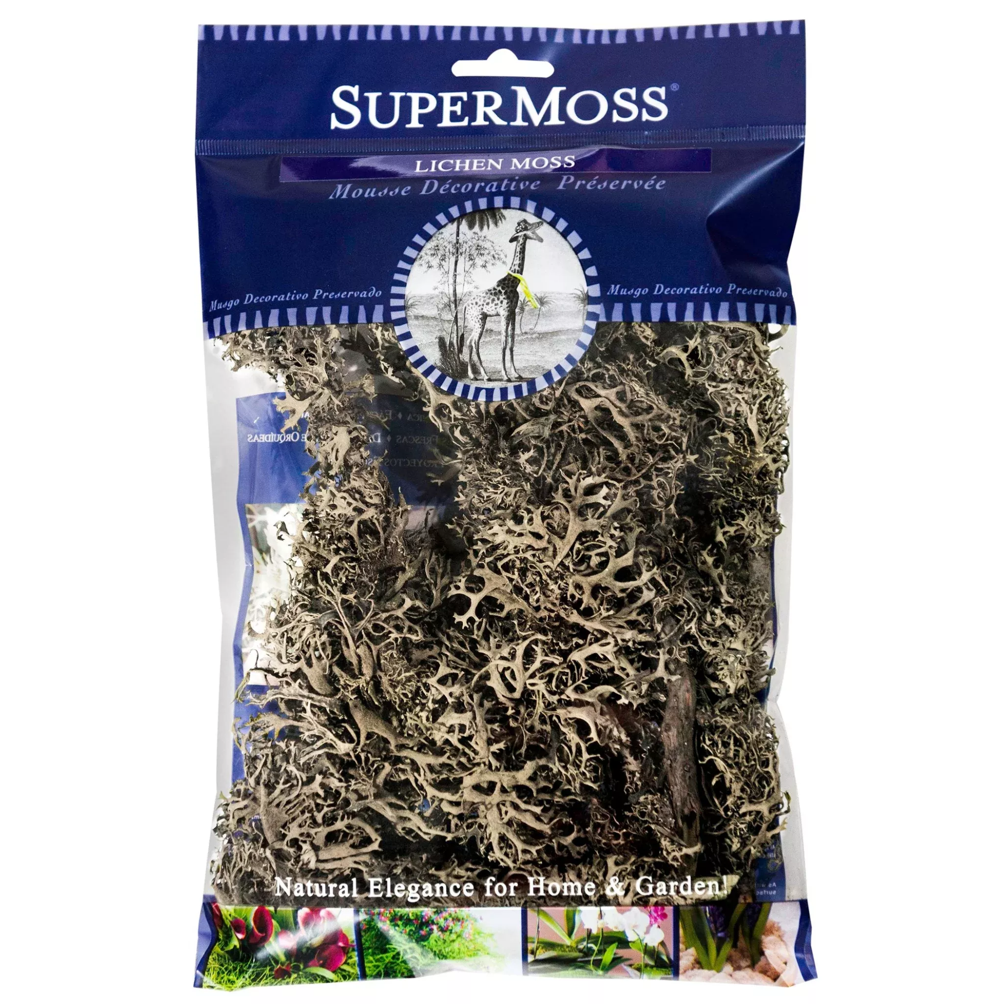 Branched Lichen Parmelia Preserved Moss
