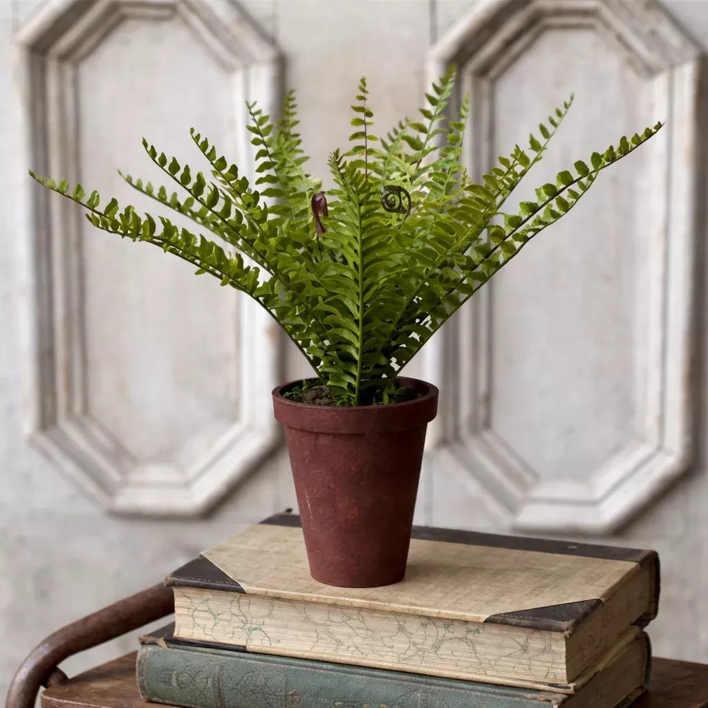 Foundry Boston Potted Fern