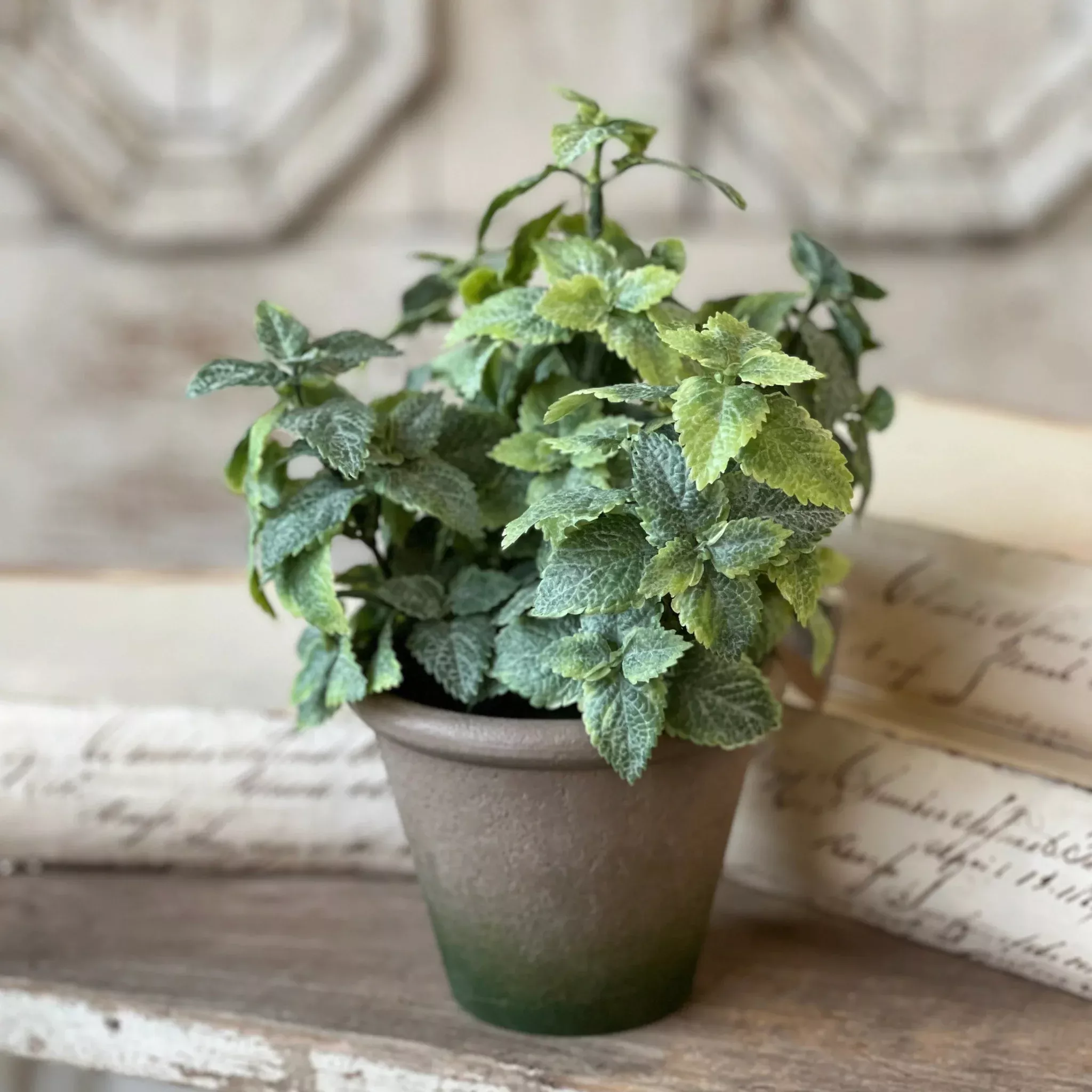 Hickman Pot Mint