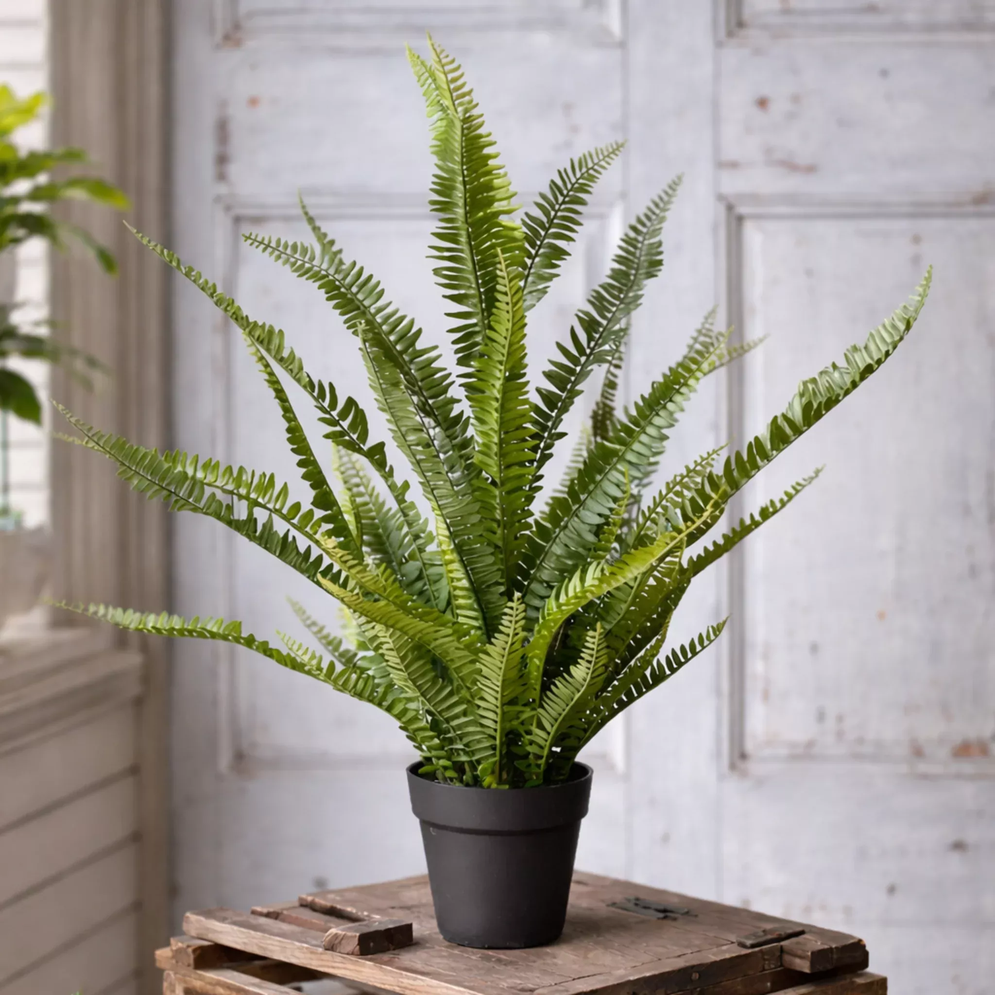 Quincy Fern Pot