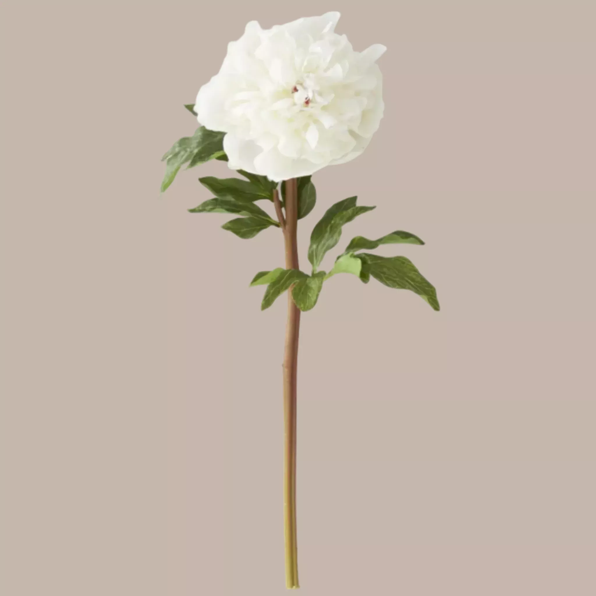 White Charm Real Touch Peony Stem